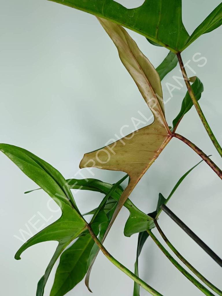 Philodendron longilobatum lelano miyano XL