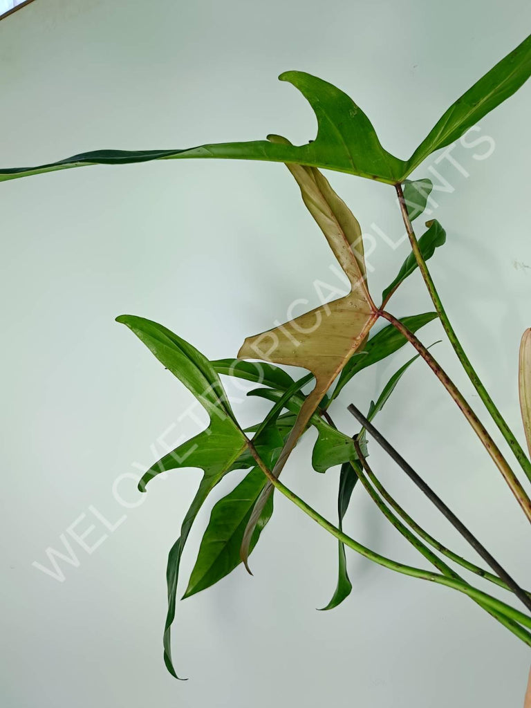 Philodendron longilobatum lelano miyano XL