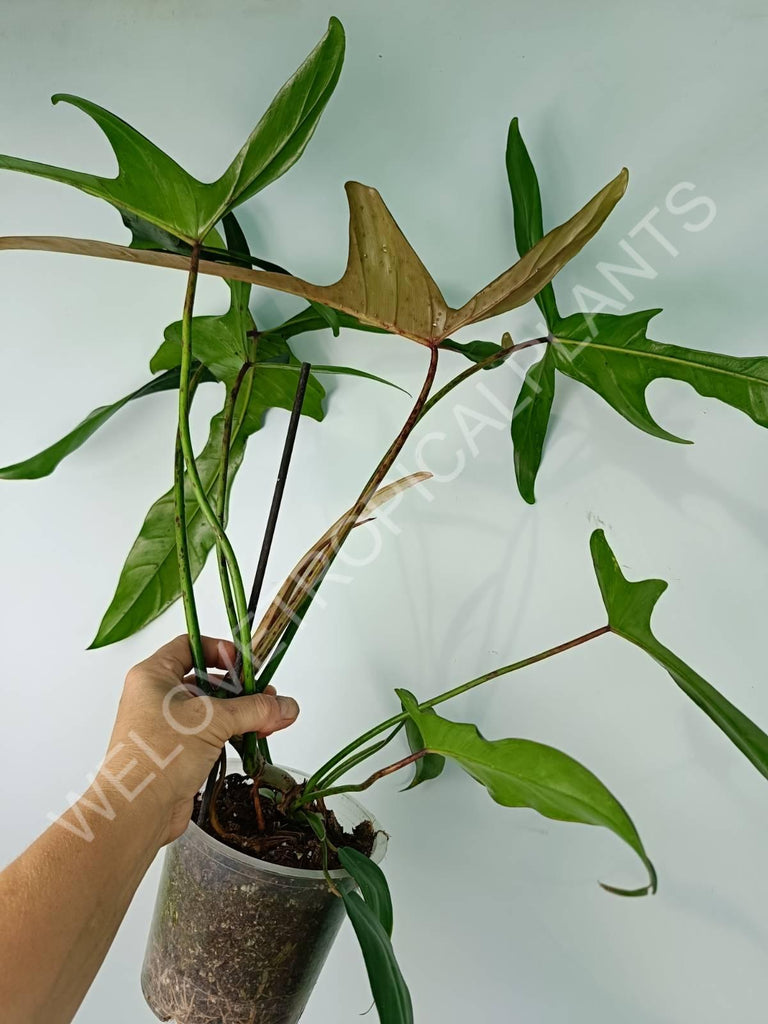 Philodendron longilobatum lelano miyano XL