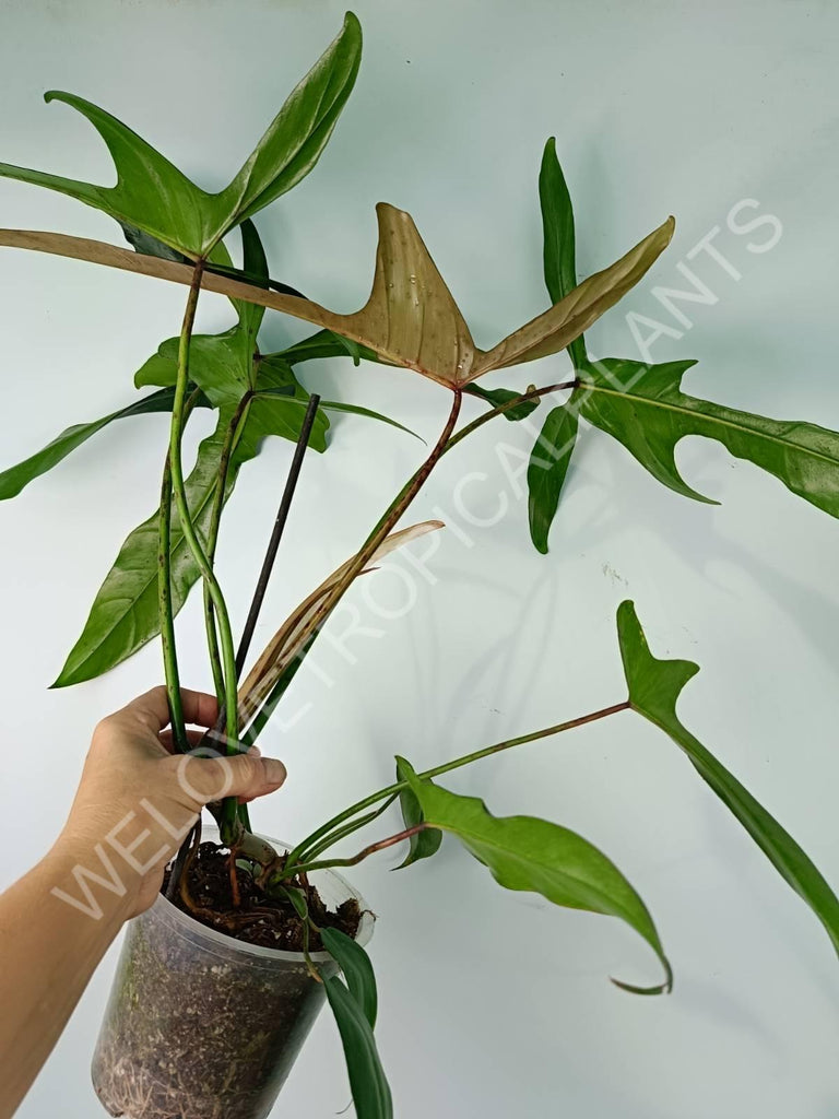 Philodendron longilobatum lelano miyano XL