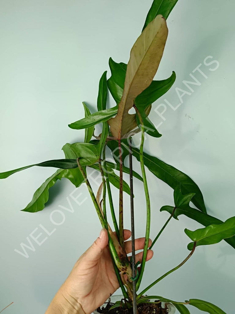 Philodendron longilobatum lelano miyano XL