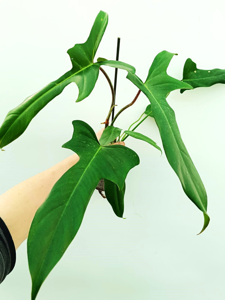 Philodendron longilobatum lelano miyano