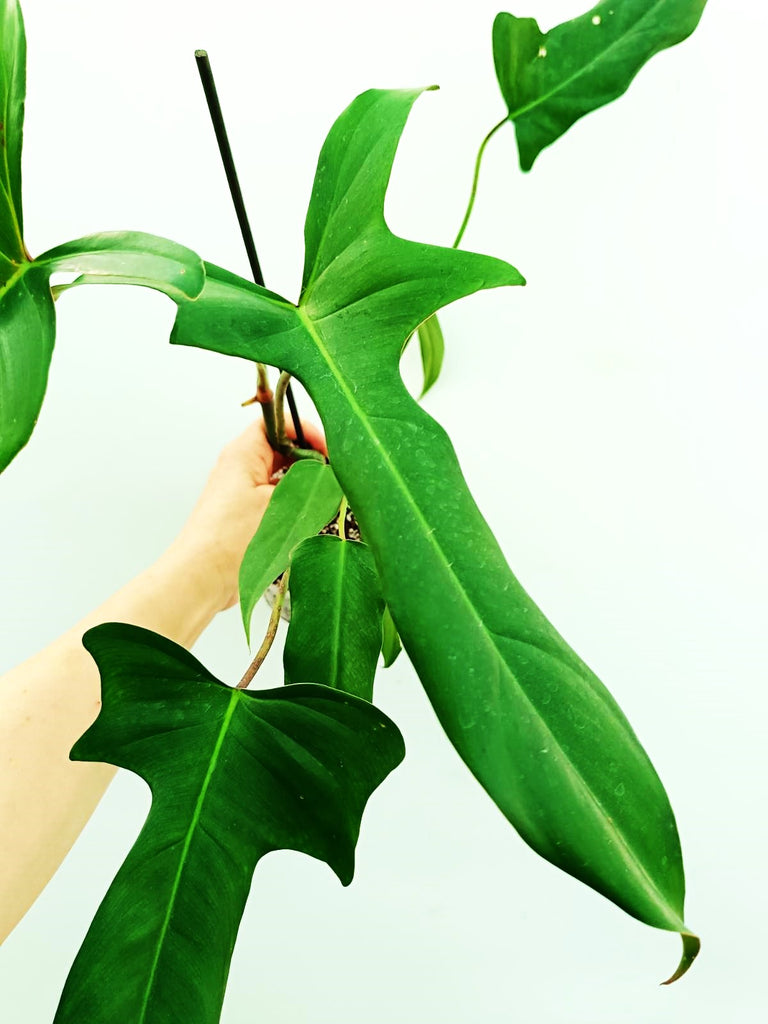 Philodendron longilobatum lelano miyano