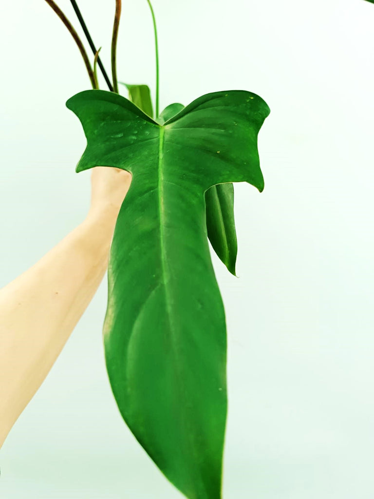 Philodendron longilobatum lelano miyano