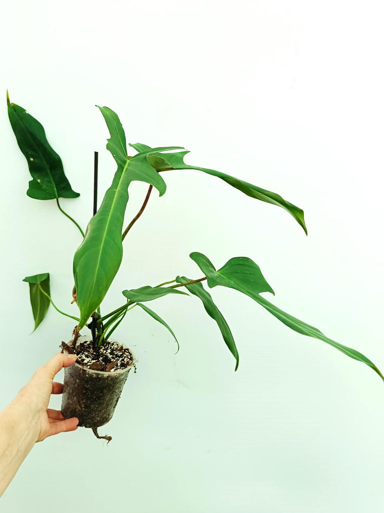 Philodendron longilobatum lelano miyano