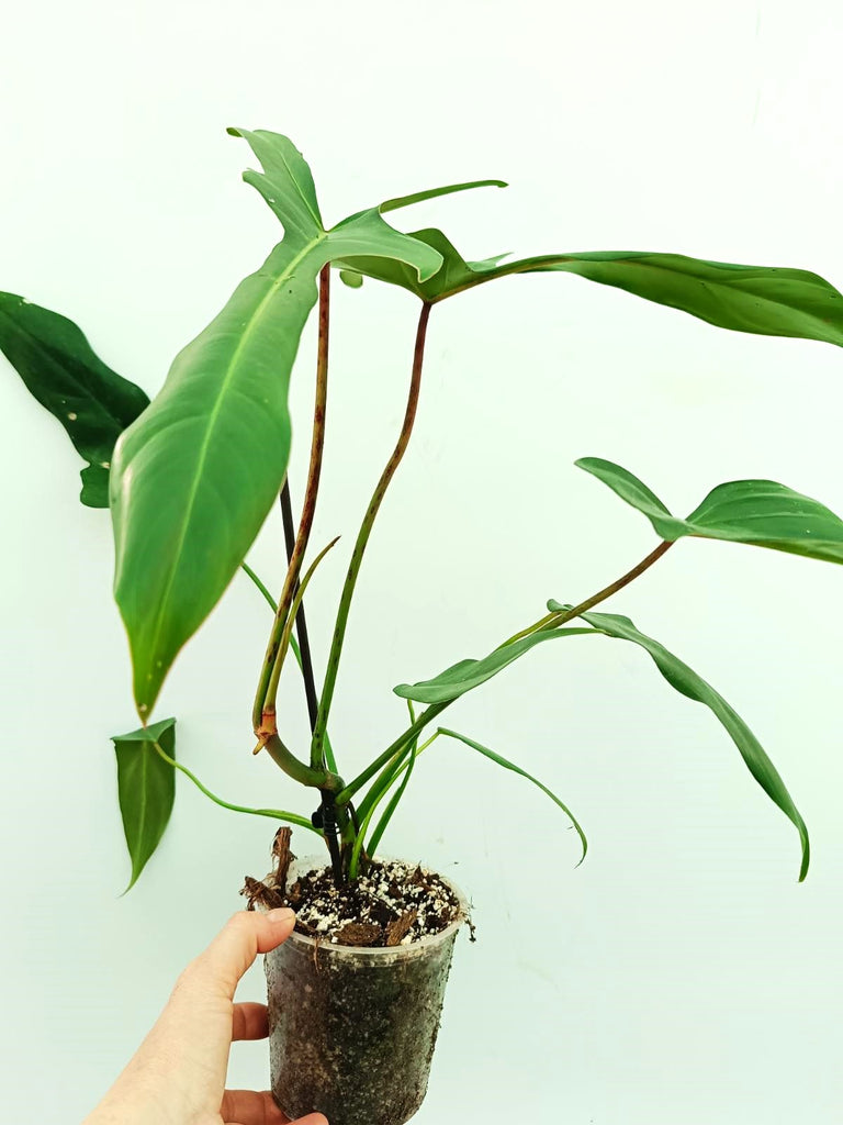 Philodendron longilobatum lelano miyano