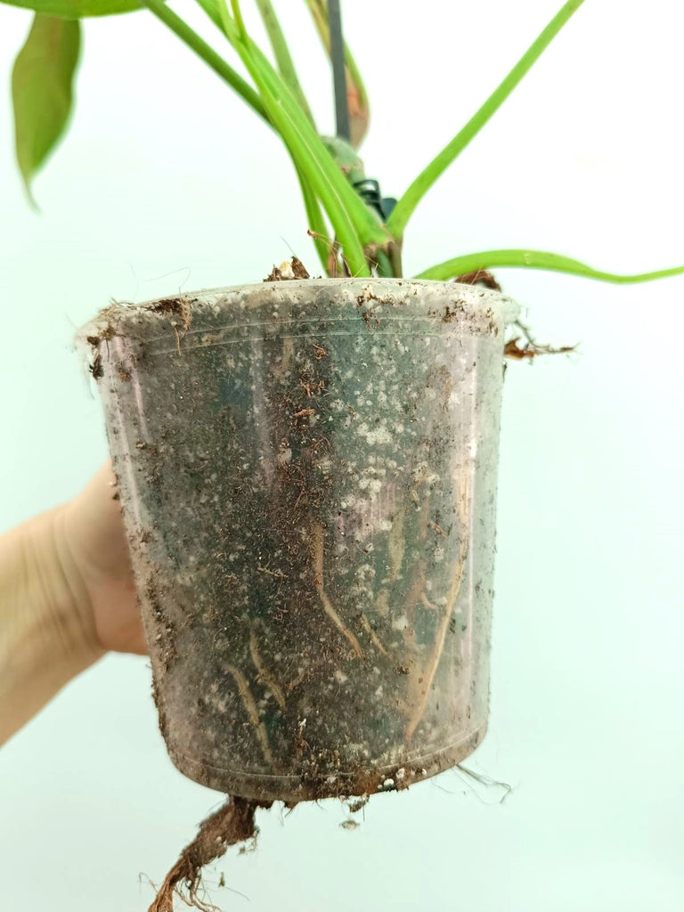 Philodendron longilobatum lelano miyano