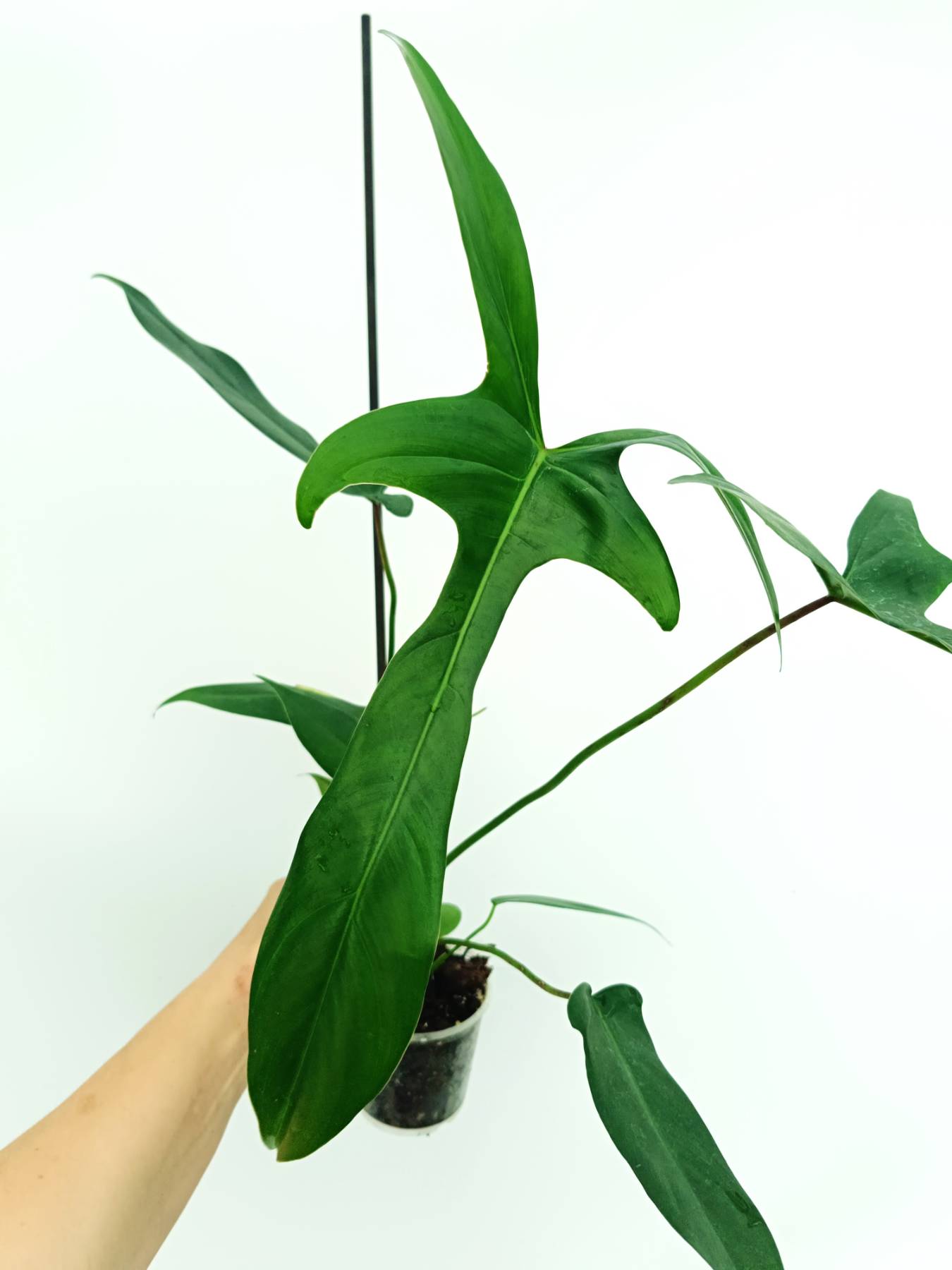 philodendron lelano miyano Philodendron longilobatum lelano miyano