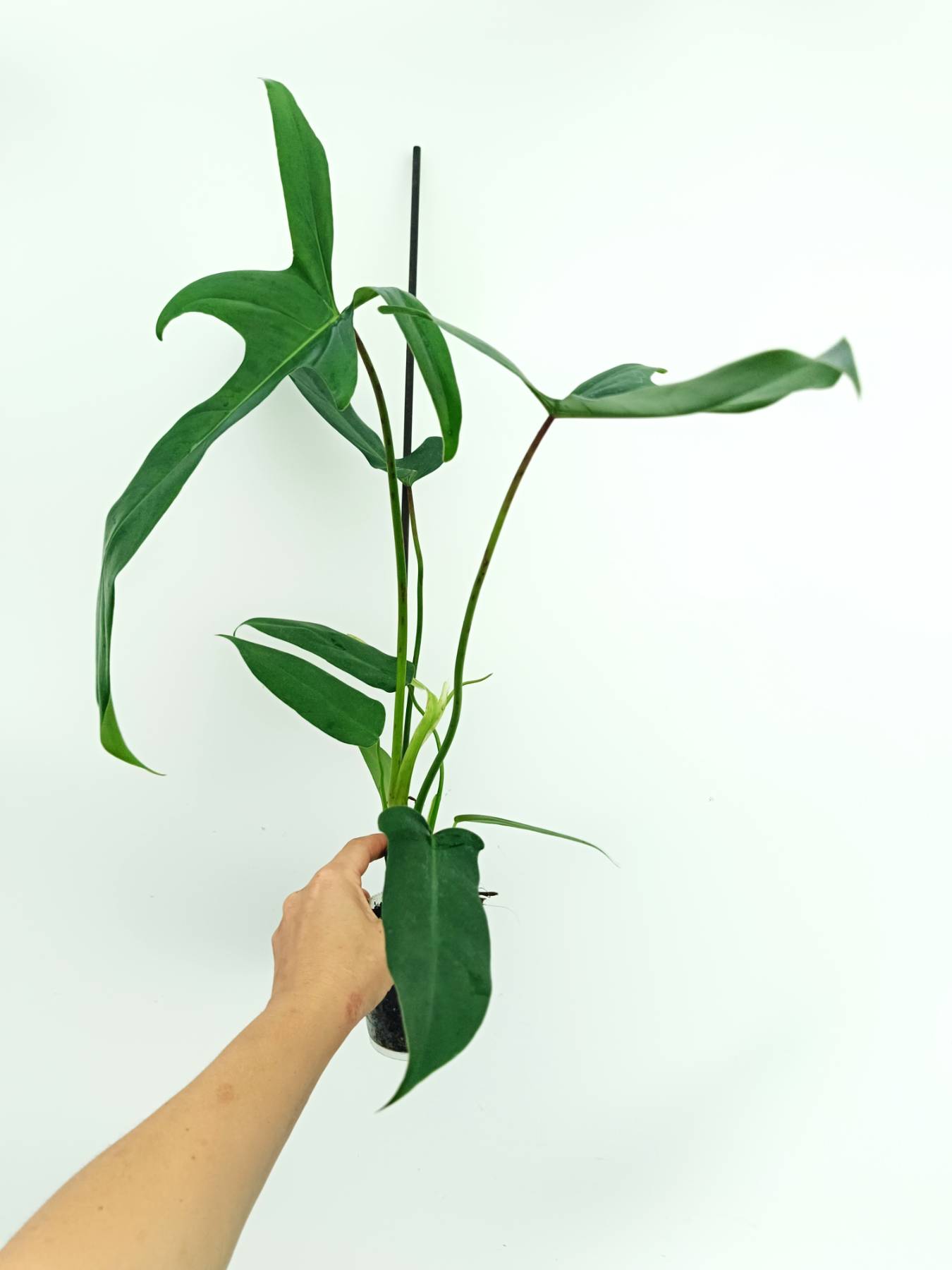 philodendron longipetiolatum Philodendron longilobatum lelano miyano