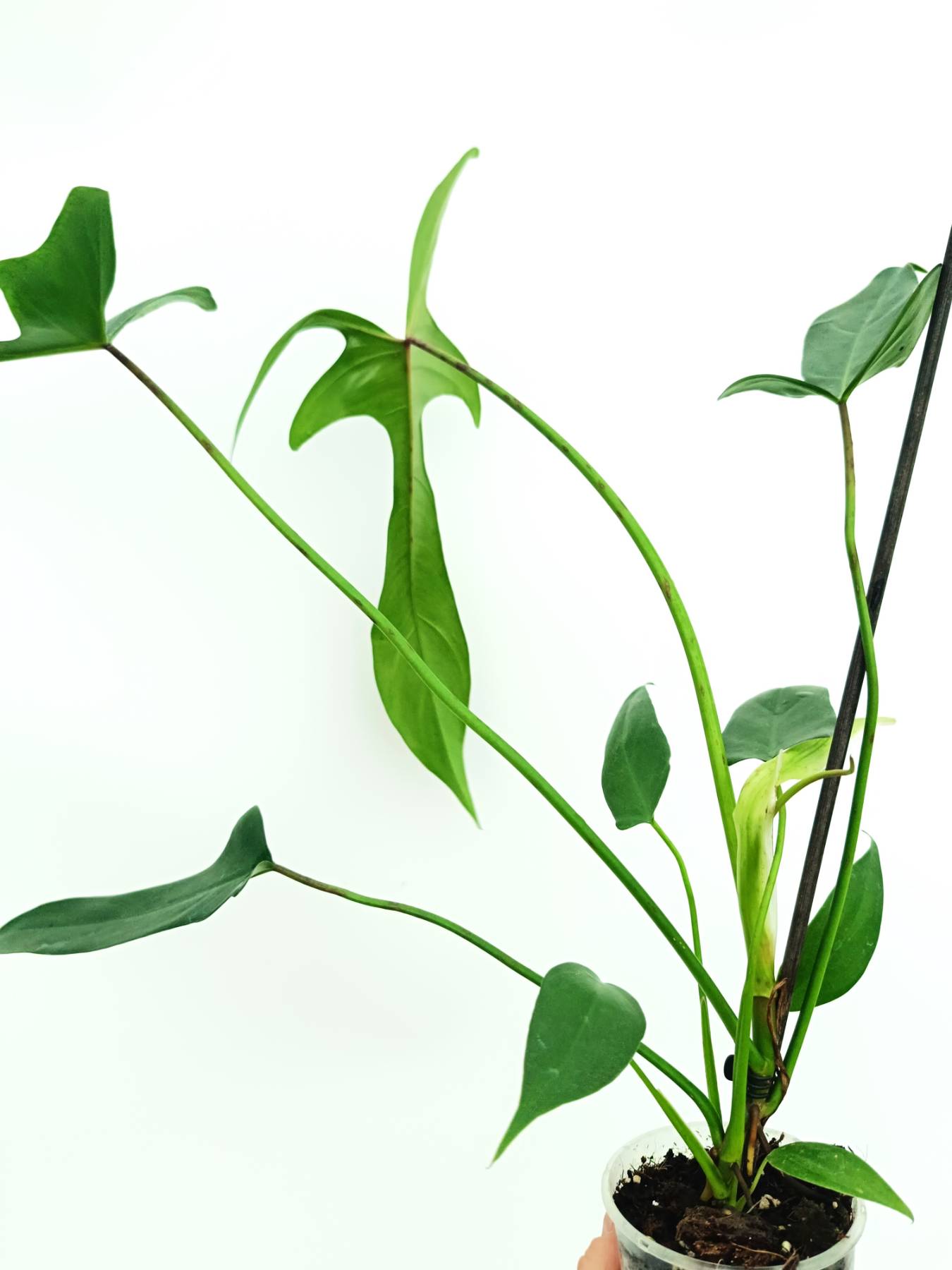 大株　Philodendron ’Lelano Miyano’ フィロデンドロン Philodendron longilobatum Lelano Miyano - Exact Plant