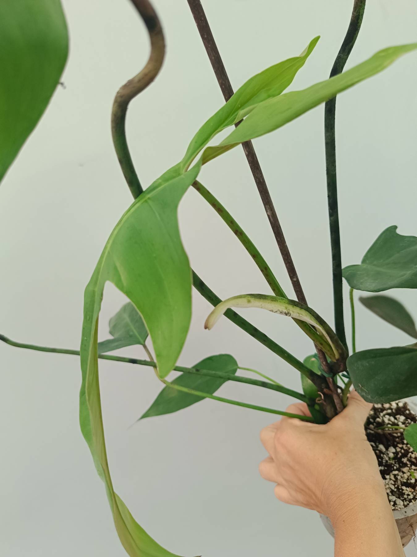 philodendron borodino mm9 Philodendron Longilobatum Lelano Miyano large XXL