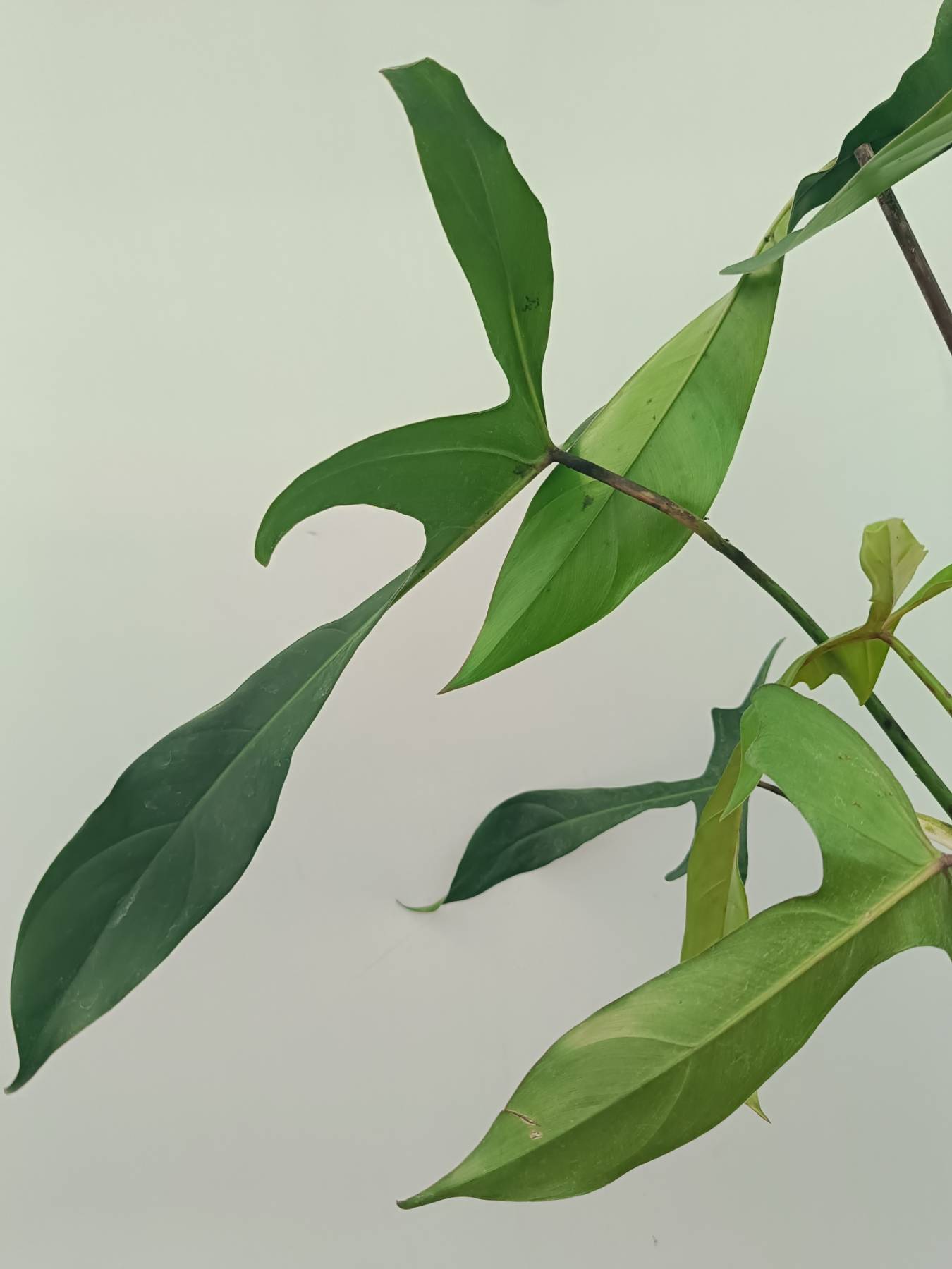 Philodendron Longilobatum Lelano Miyano