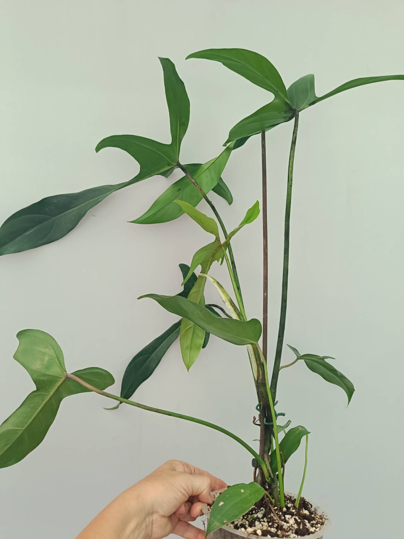 philodendron lapoanum Philodendron Longilobatum Lelano Miyano large XXL
