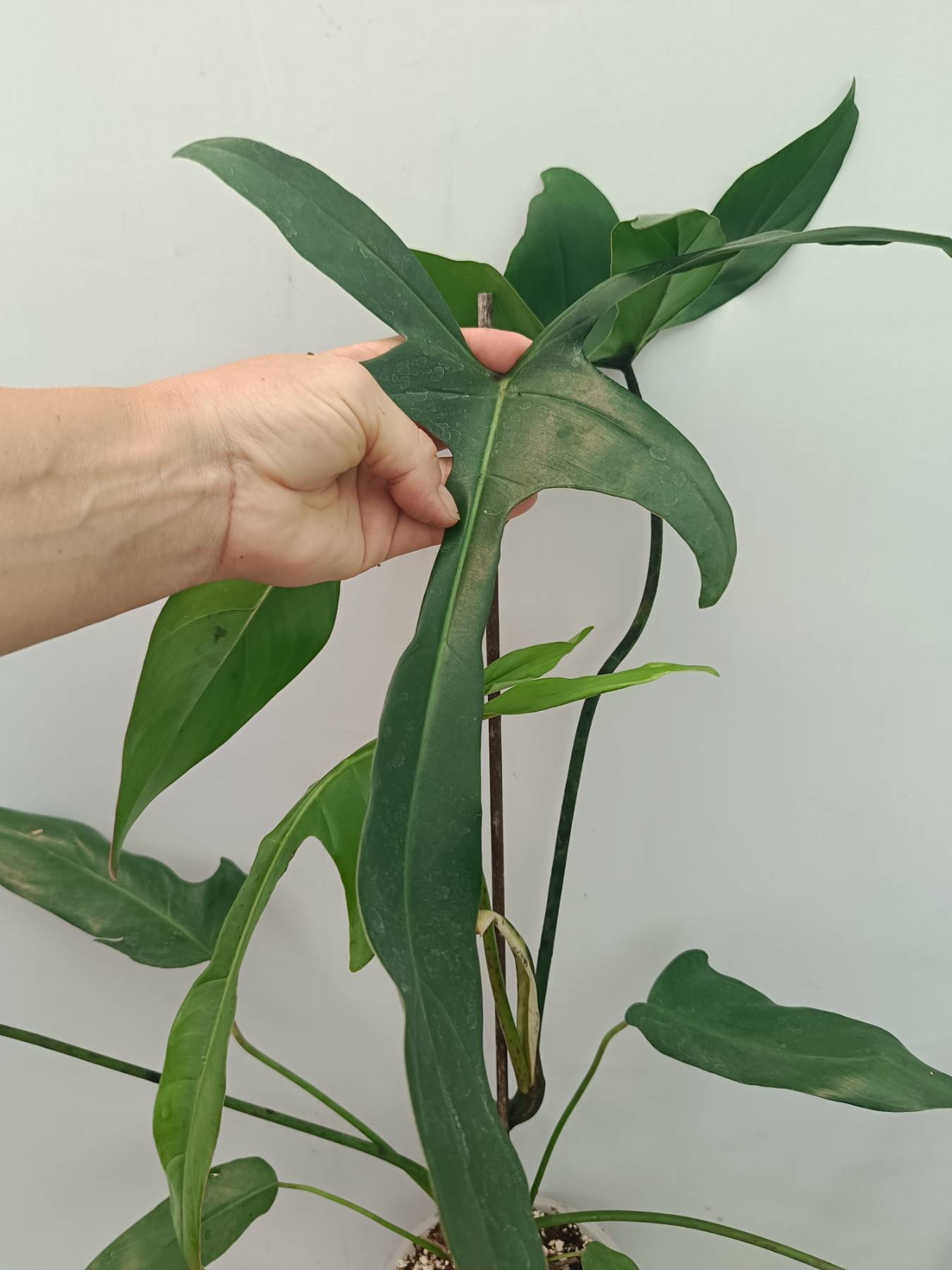 philodendron lapoanum Philodendron Longilobatum Lelano Miyano large XXL