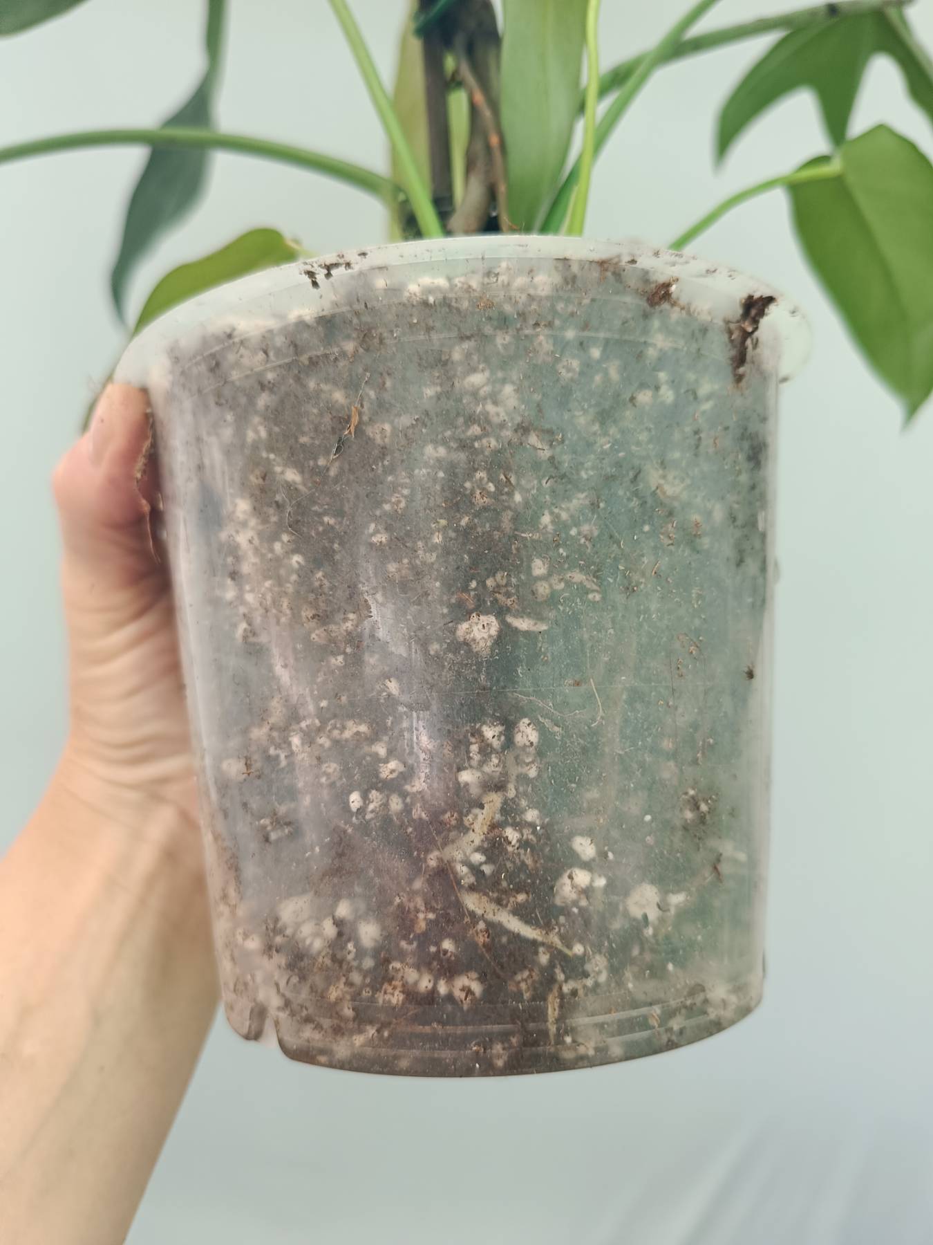 philodendron borodino mm9 Philodendron Longilobatum Lelano Miyano large XXL