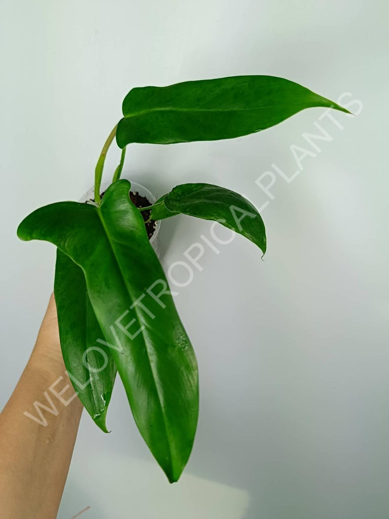 Philodendron longilobatum lelano miyano (young plant)