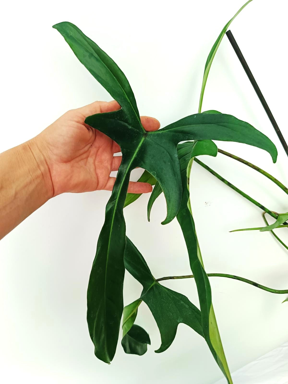 Philodendron Longilobatum Lelano Miyano large | Welovetropicalplants