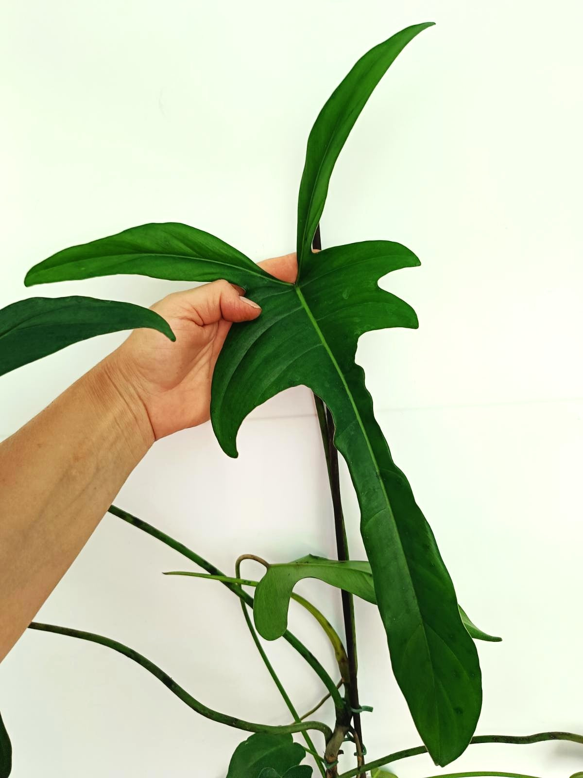 philodendron longilobatum Philodendron Longilobatum Lelano Miyano large