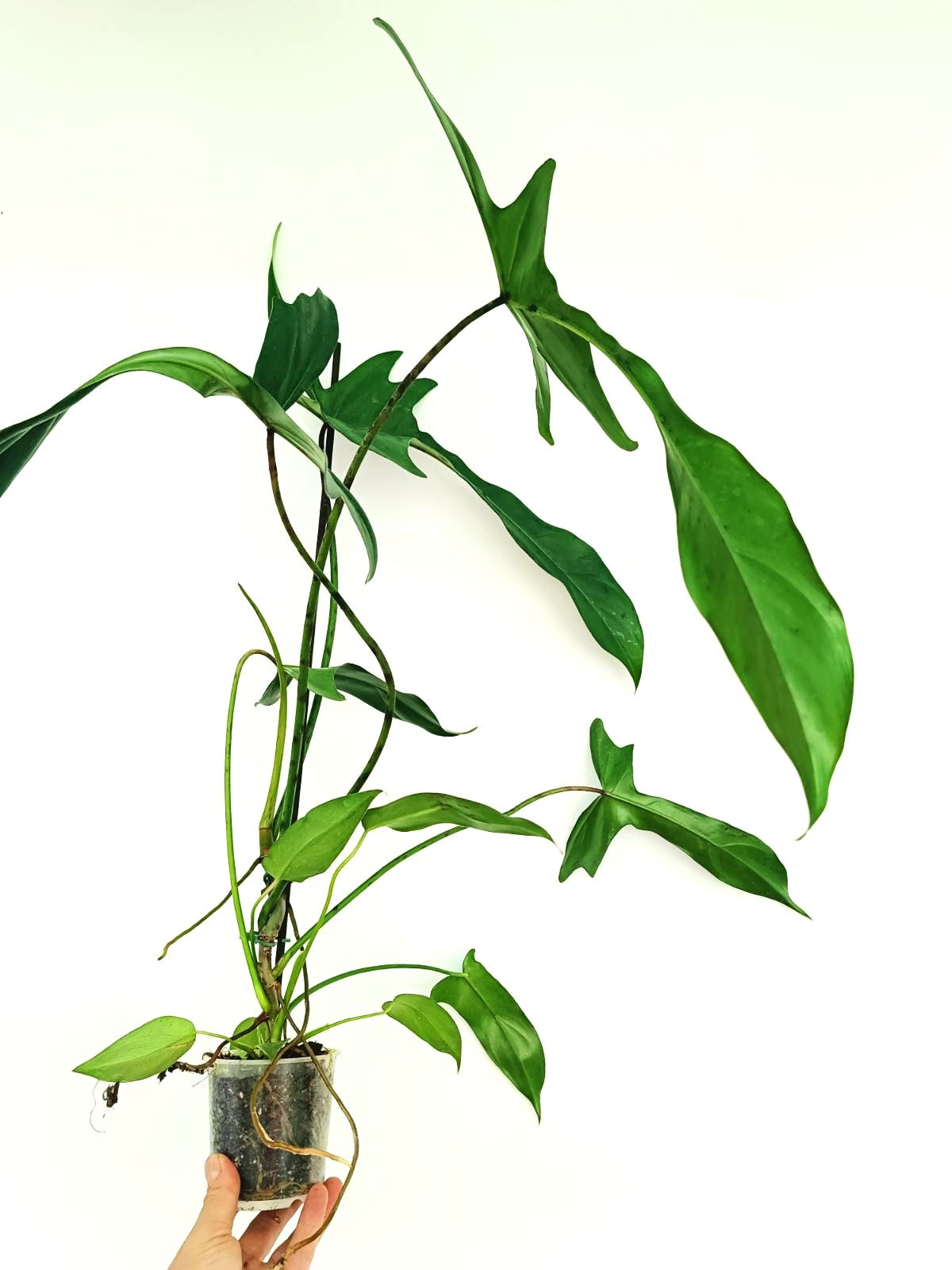 Philodendron Longilobatum Lelano Miyano large | Welovetropicalplants