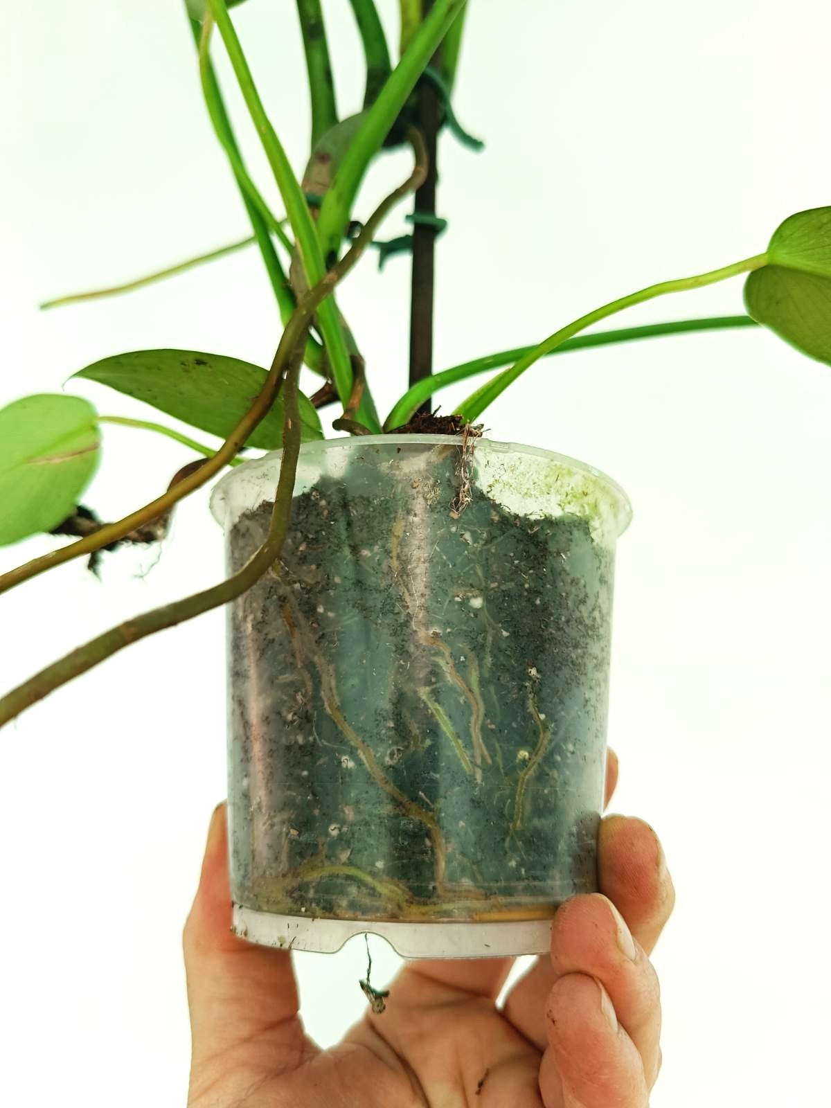 mia philodendron Philodendron Longilobatum Lelano Miyano large
