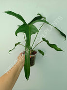 Philodendron longilobatum lelano miyano