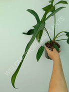 Philodendron longilobatum lelano miyano