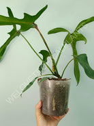 Philodendron longilobatum lelano miyano