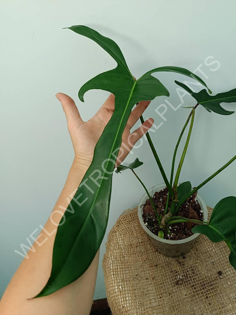 Philodendron longilobatum lelano miyano