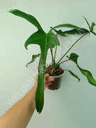 Philodendron longilobatum lelano miyano