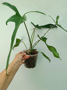 Philodendron longilobatum lelano miyano