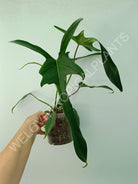 Philodendron longilobatum lelano miyano