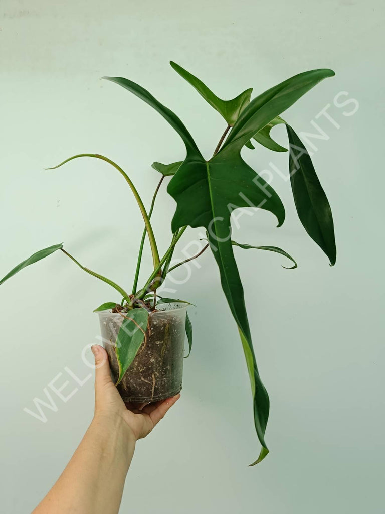 Philodendron longilobatum lelano miyano