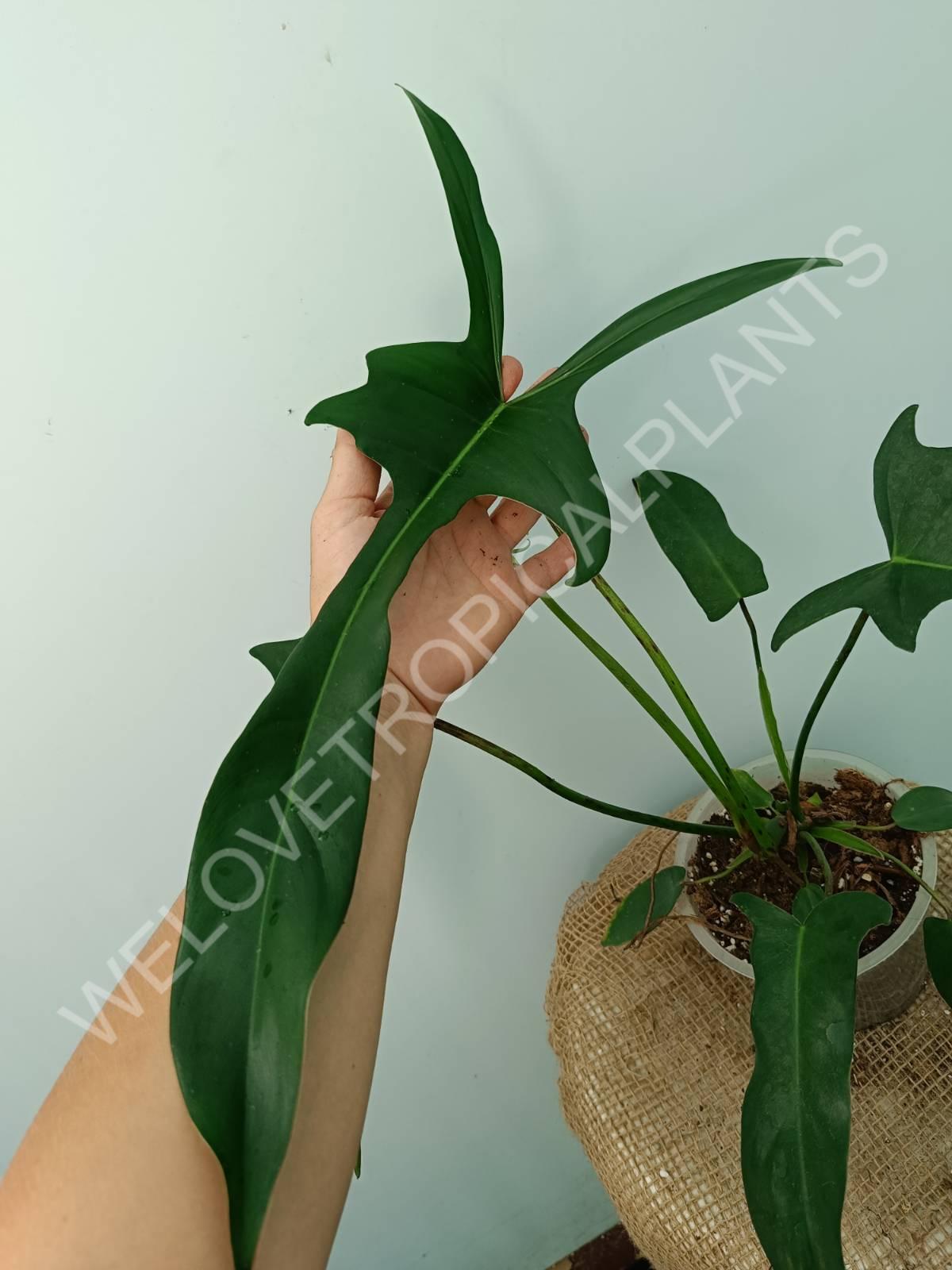 Philodendron longilobatum lelano miyano