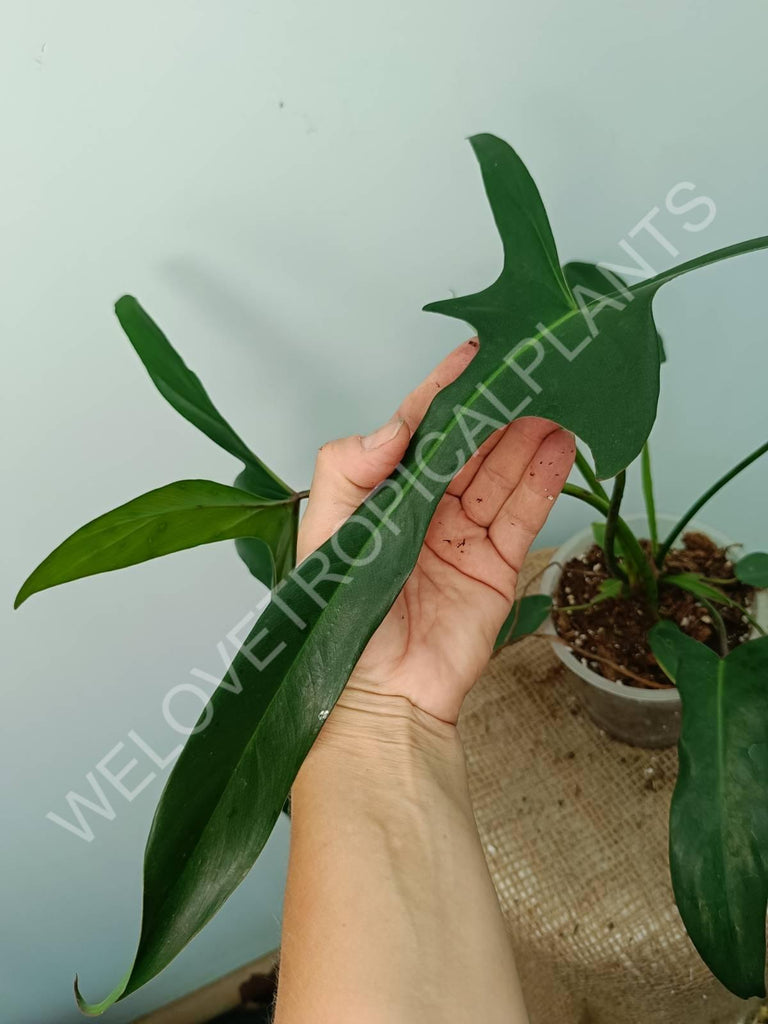 Philodendron longilobatum lelano miyano