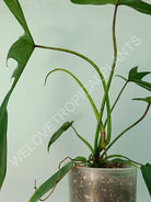 Philodendron longilobatum lelano miyano