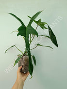 Philodendron longilobatum lelano miyano