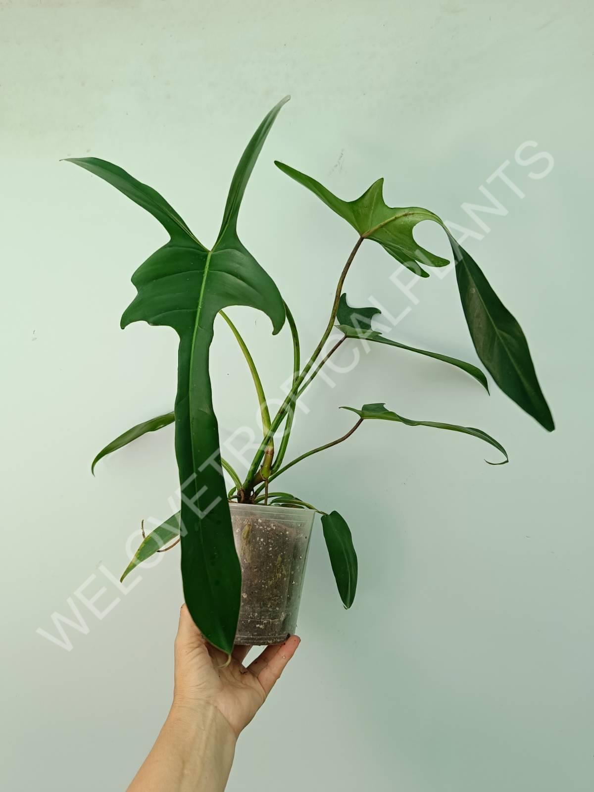 Philodendron longilobatum lelano miyano