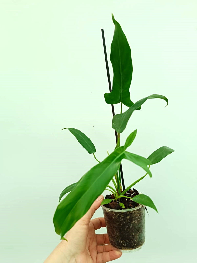 Philodendron longilobatum lelano miyano