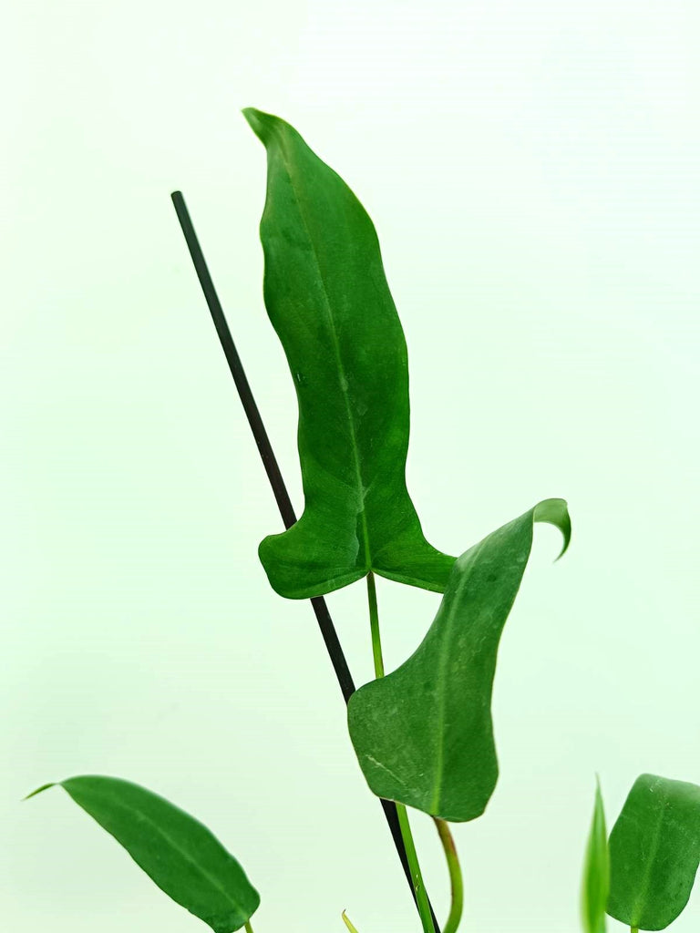 Philodendron longilobatum lelano miyano