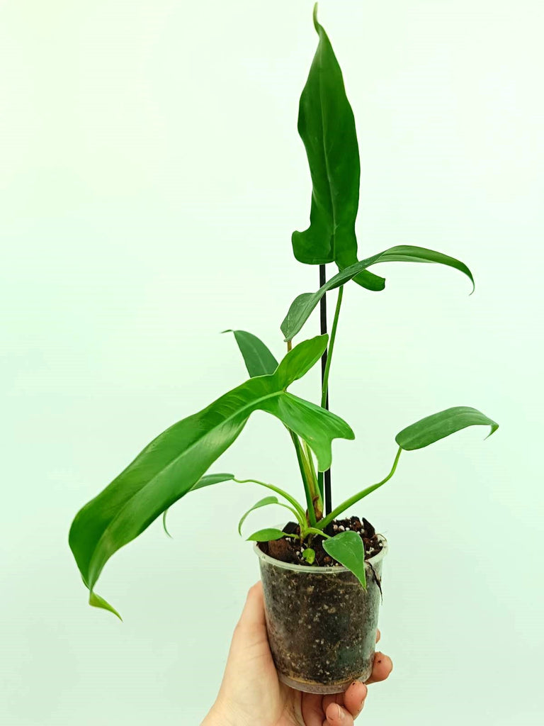 Philodendron longilobatum lelano miyano