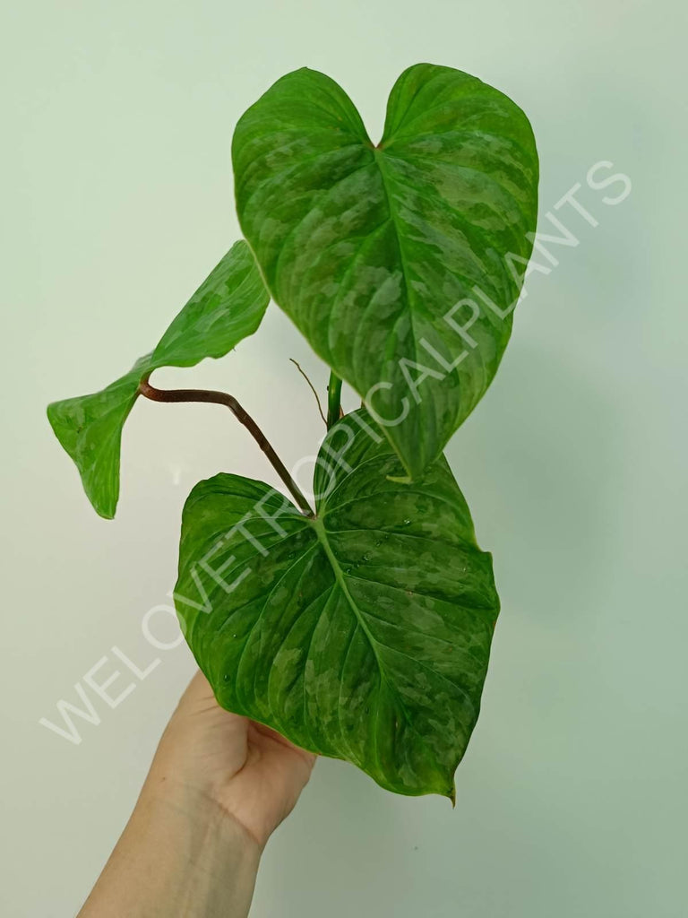 Philodendron majestic