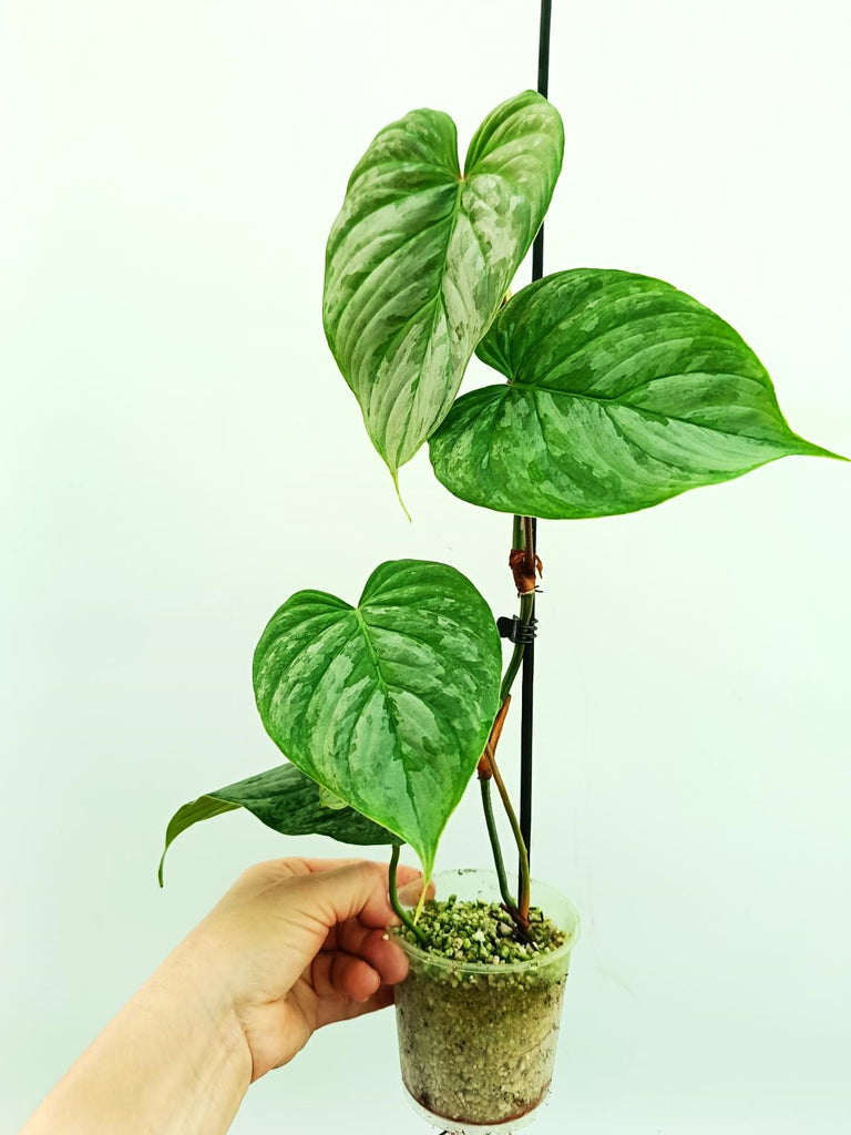 Philodendron majestic