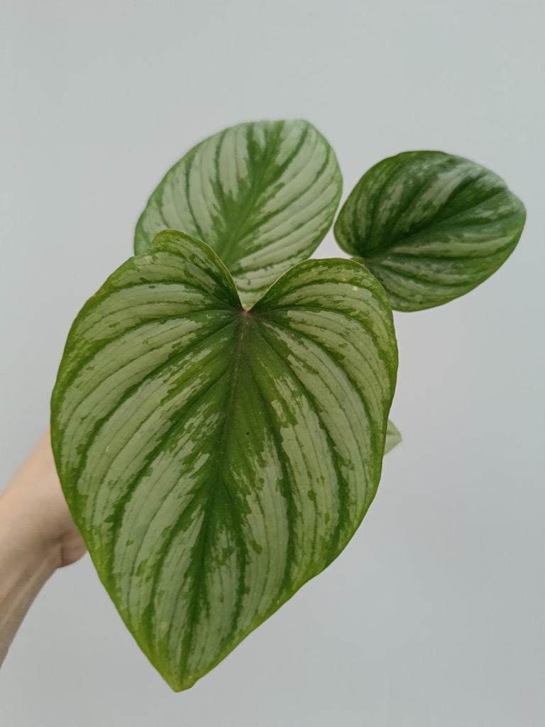 Philodendron mamei