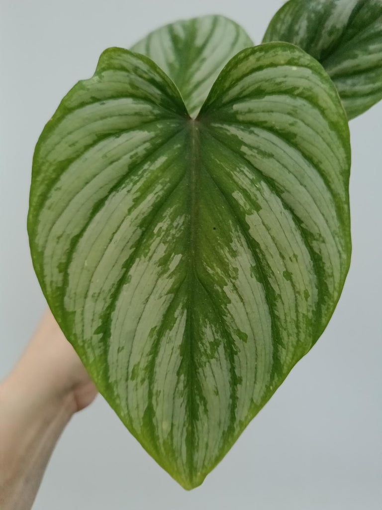 Philodendron mamei