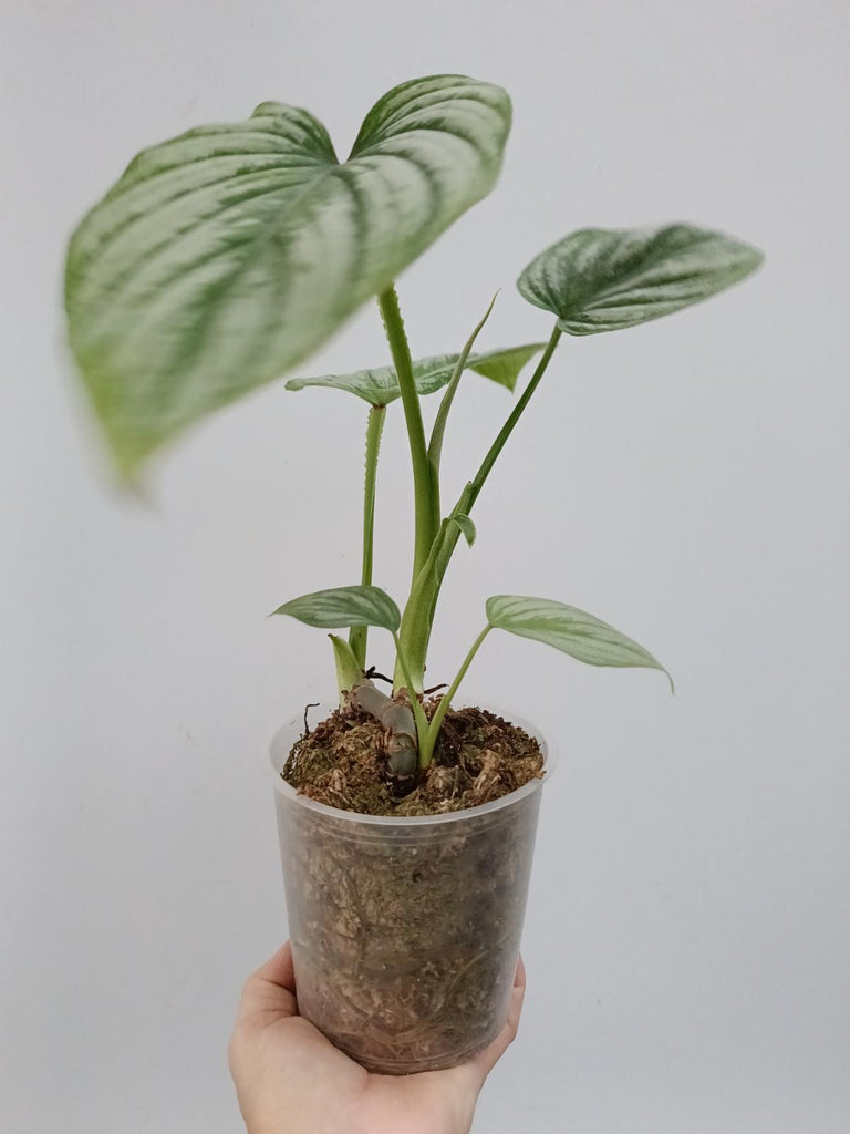 Philodendron mamei