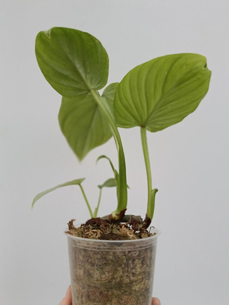 Philodendron mamei