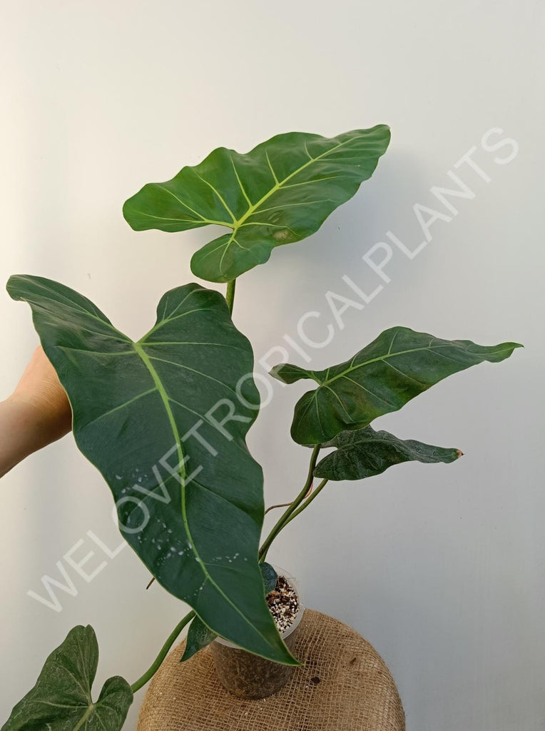 Philodendron maximum