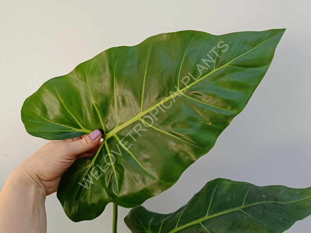 Philodendron maximum