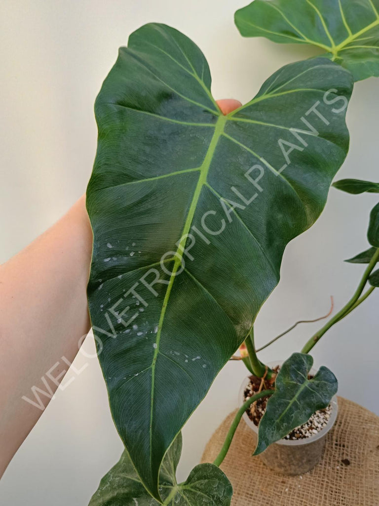 Philodendron maximum