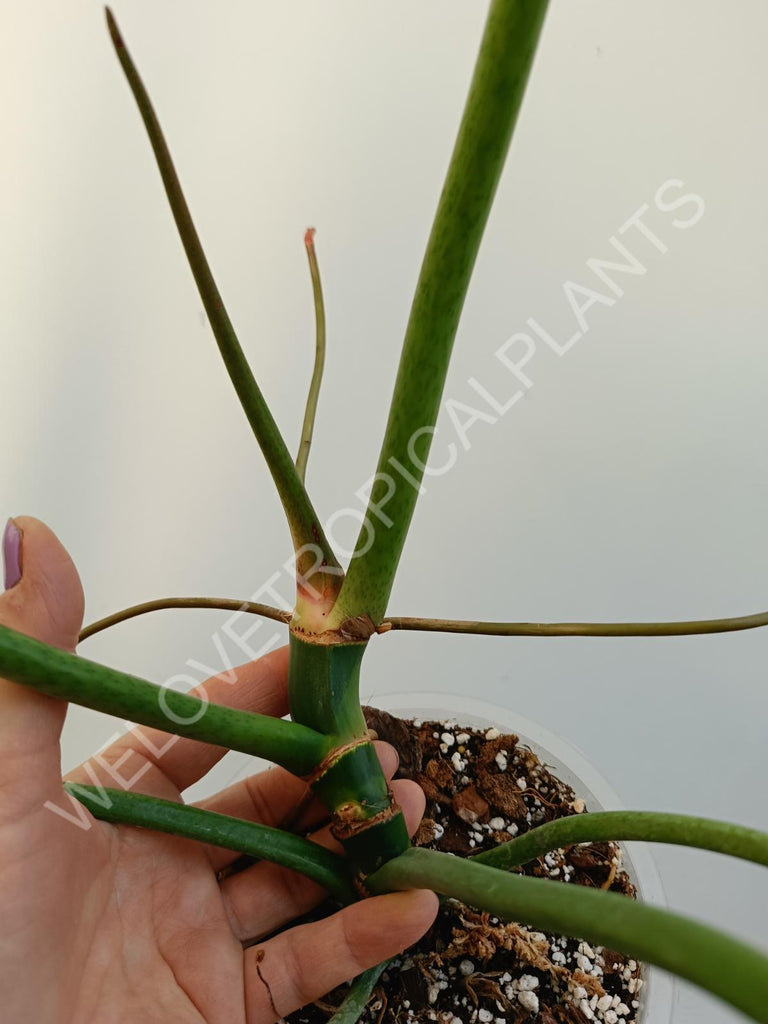 Philodendron maximum